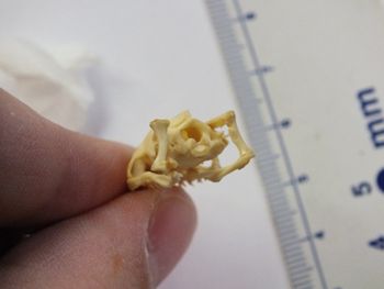 Media type: image;   Herpetology R-6675